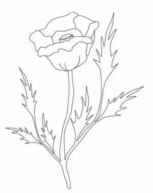 Раскраска Мак