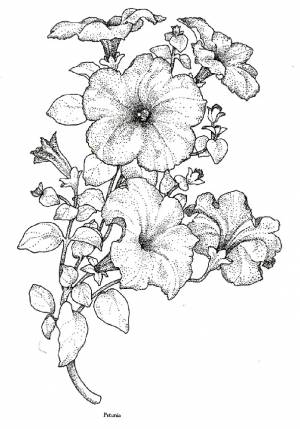 Петуния рисунок