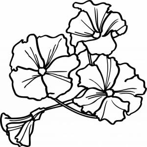 Раскраски Петуния