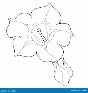 Цветок душистого табака Coloringbook Иллюстрация вектора