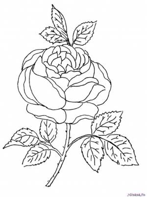 Раскраска роза
