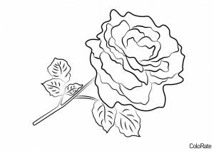 Раскраска Роза с листочками