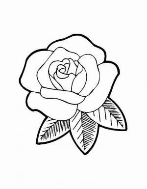 Раскраска роза цветок