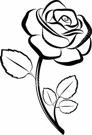 Раскраски Контуры розы , Категория