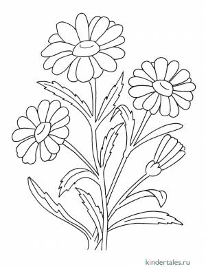 Ромашки» раскраска для детей