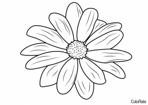 Раскраска Ромашка