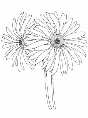 Раскраска ромашки 2