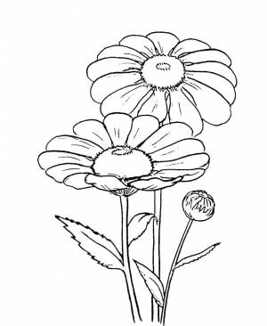 Раскраски Раскраска Большие ромашки цветы