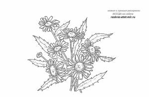 Раскраски цветка ромашки
