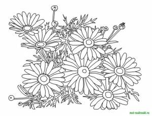 Раскраски цветы Ромашки