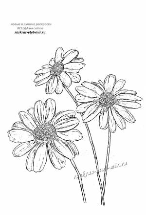 Раскраски цветка ромашки