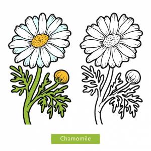 Книжка-раскраска для детей, цветок ромашка