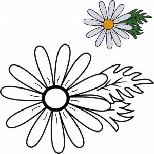 Книжка-раскраска для детей цветок ромашки