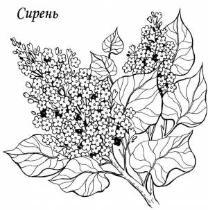 Раскраски Раскраска Сирень