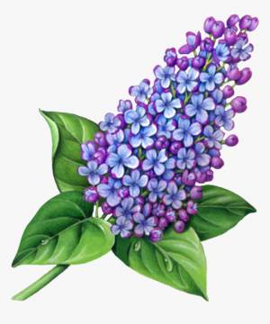 Ветка сирени рисунок