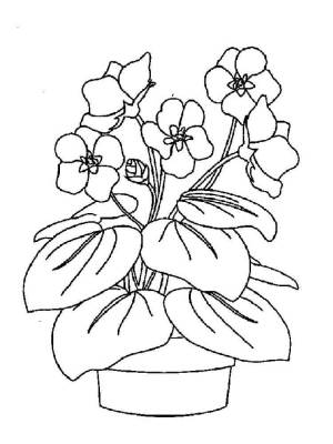 Раскраска Комнатные растения