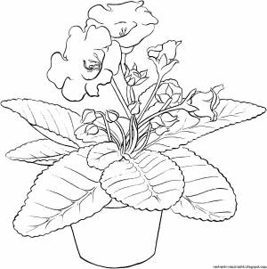 Раскраска комнатные растения для детей