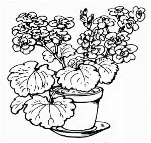 Раскраски С названиями комнатные растения