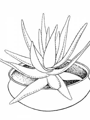 Раскраска Комнатные растения  онлайн