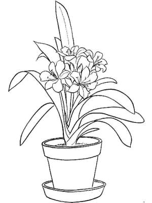 Раскраска Комнатные растения
