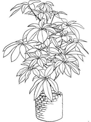 Раскраска Комнатные растения