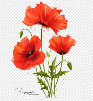 оранжевые цветы иллюстрация, общий цветок мака Акварельная живопись, рисунок мака, фотография, апельсин, другие png