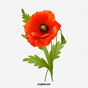 цветок мака PNG , мак, цветок, цветение PNG картинки и пнг PSD рисунок для й загрузки
