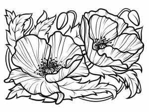 Раскраска маки