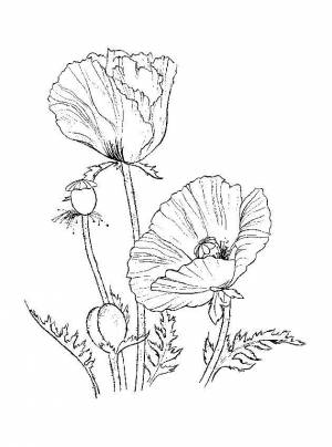 Раскраски мак, Раскраска Маки весна