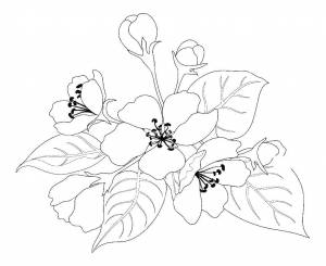 Раскраски мак, Раскраска Маки цветы