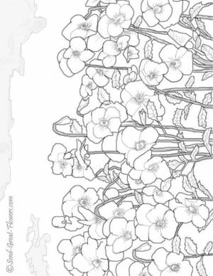 Раскраски мак, Раскраска Поле маков цветы