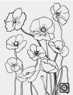 Раскраска цветок Мак для детей