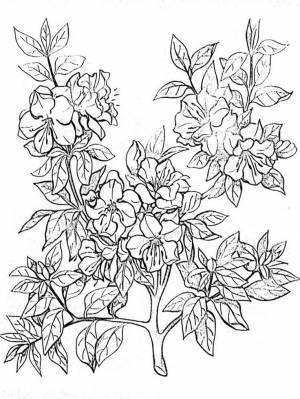 Free printable Azalea coloring pages for kids
