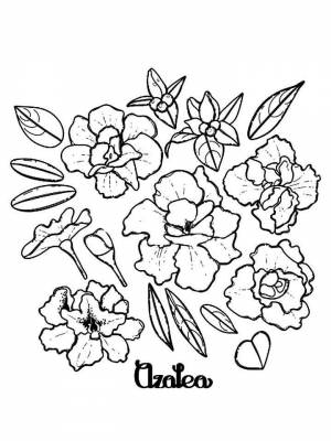 Раскраски Азалия   в формате