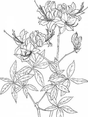 Раскраска Азалия картинка в формате  для девочек