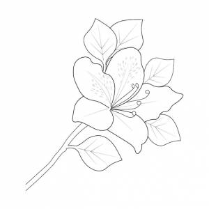 Раскраска цветы азалии