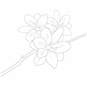 Раскраска цветы азалии