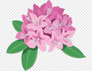 Рододендрон Азалия Рисунок, цветок, Цветочная композиция, цветок, пурпурный png