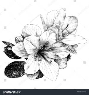 букет цветов Азалии эскиз векторной графики