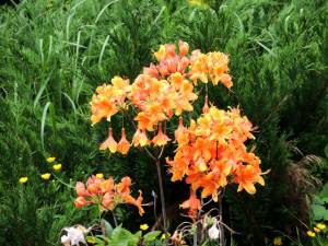 Желтая азалия