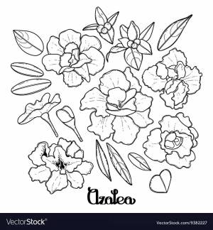 Раскраски Азалия