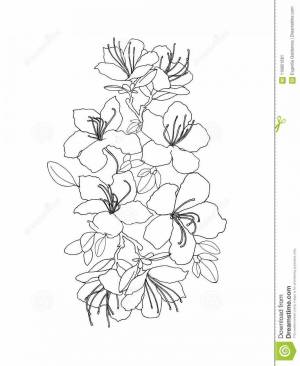 Раскраски Азалия