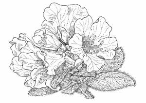 Раскраски Азалия
