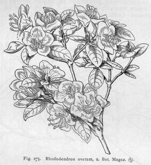 Раскраски Азалия