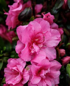 Рододендрон японская