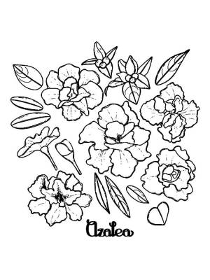 Раскраски Азалия