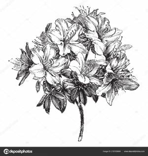 Azalea Ledifolia Род Рододендрона Вечнозеленый Кустарник Густыми Темно Зелеными Листьями Векторное изображение ©Morphart 218105668