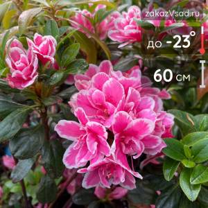 Азалия Пинк Поэтри