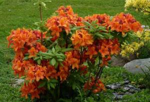 Рододендрон листопадный