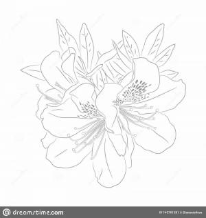 Раскраски Азалия